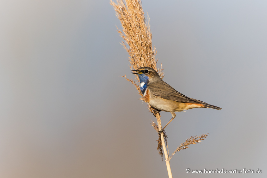 Blaukehlchen