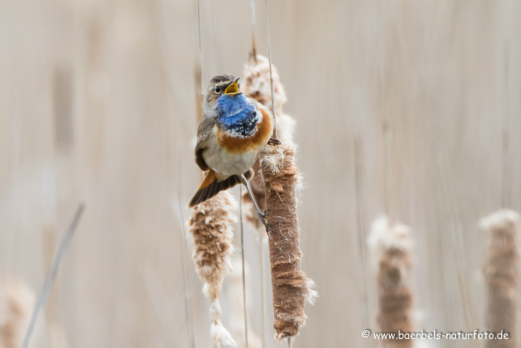 Blaukehlchen