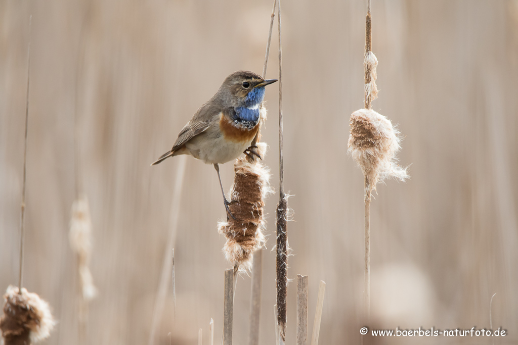 Blaukehlchen