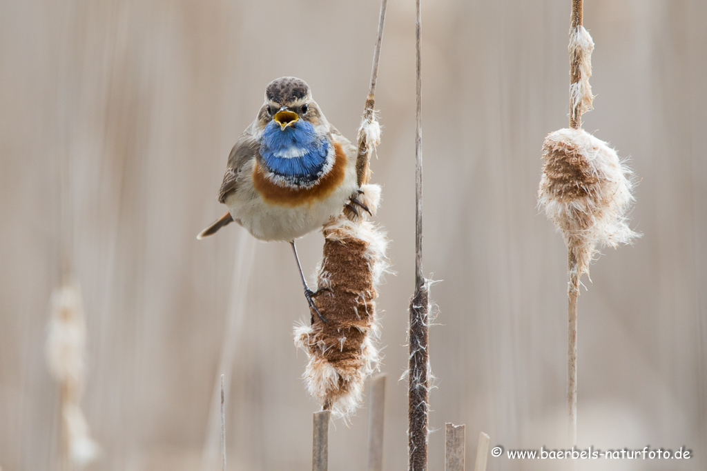 Blaukehlchen