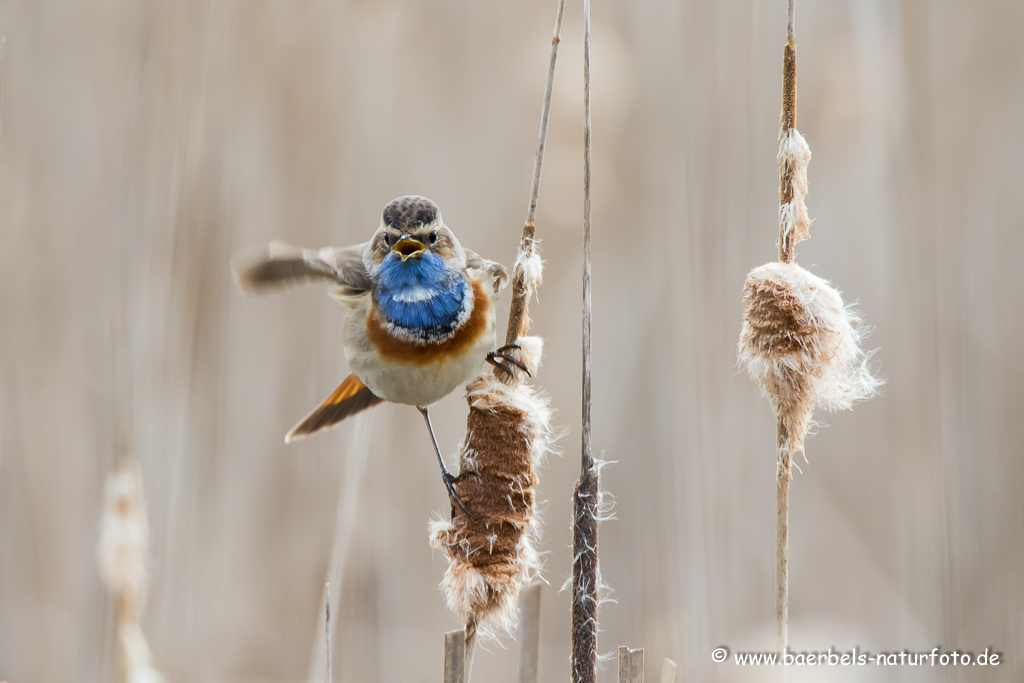 Blaukehlchen