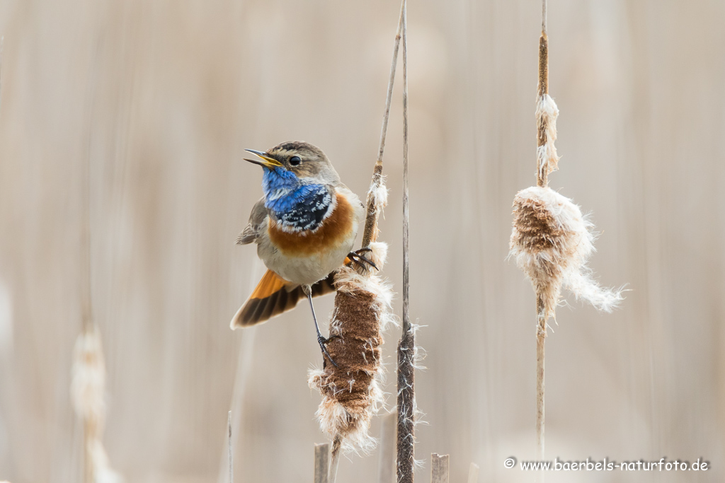 Blaukehlchen