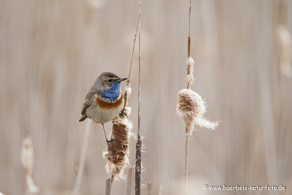 Blaukehlchen