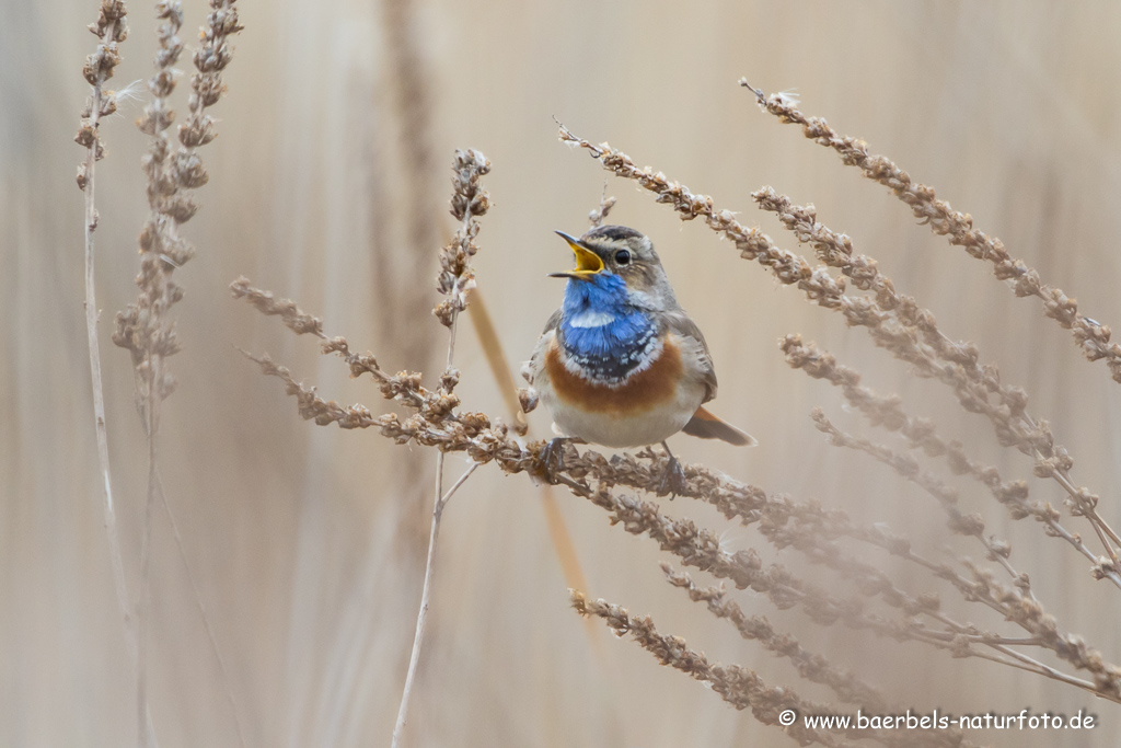 Blaukehlchen