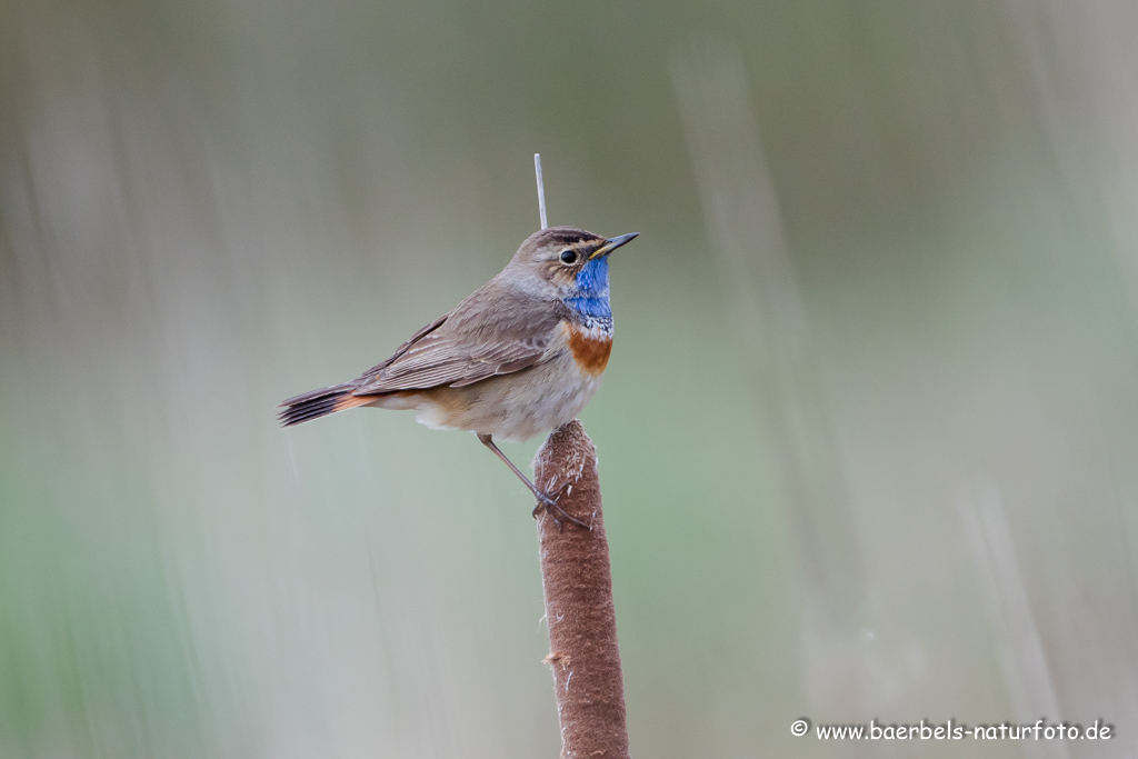 Blaukehlchen