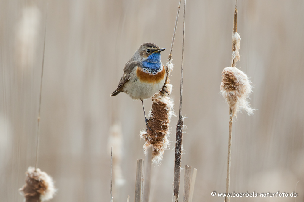 Blaukehlchen