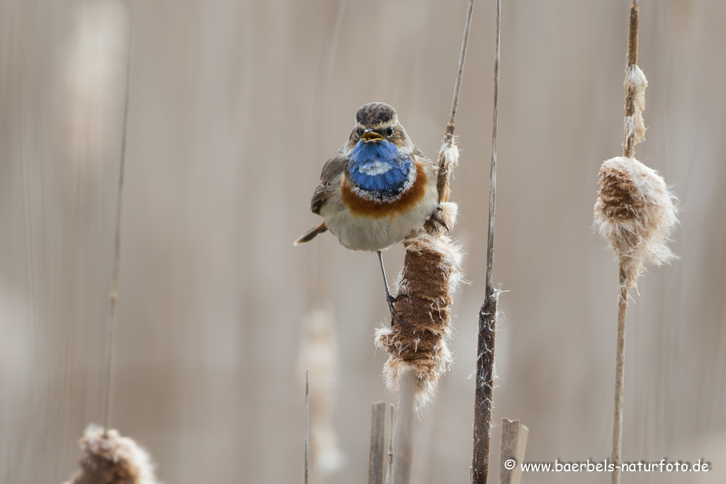 Blaukehlchen