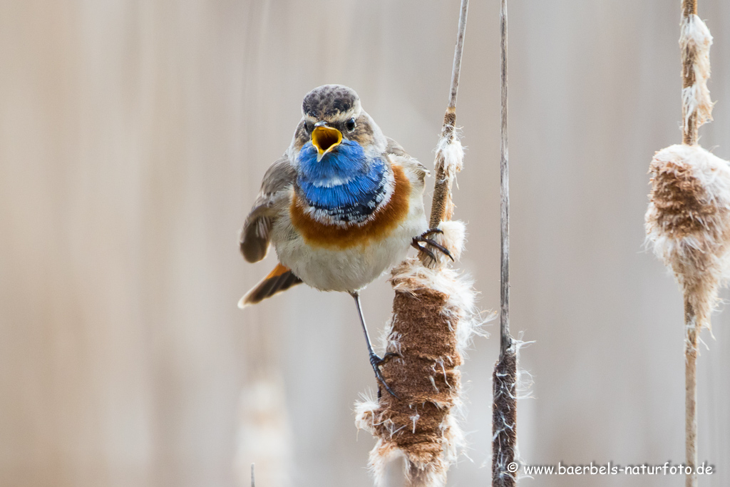 Blaukehlchen