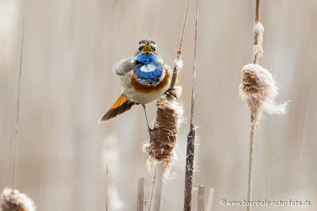 Blaukehlchen