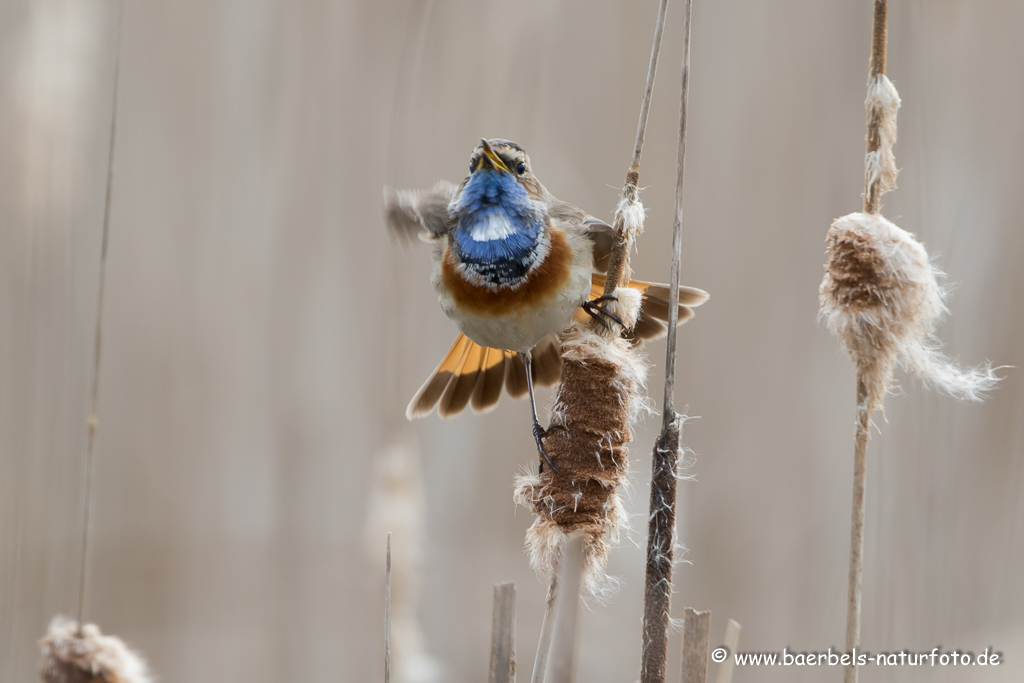 Blaukehlchen