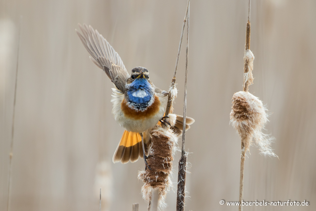 Blaukehlchen