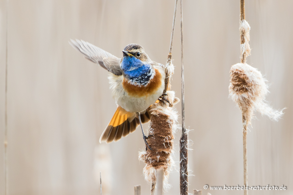 Blaukehlchen