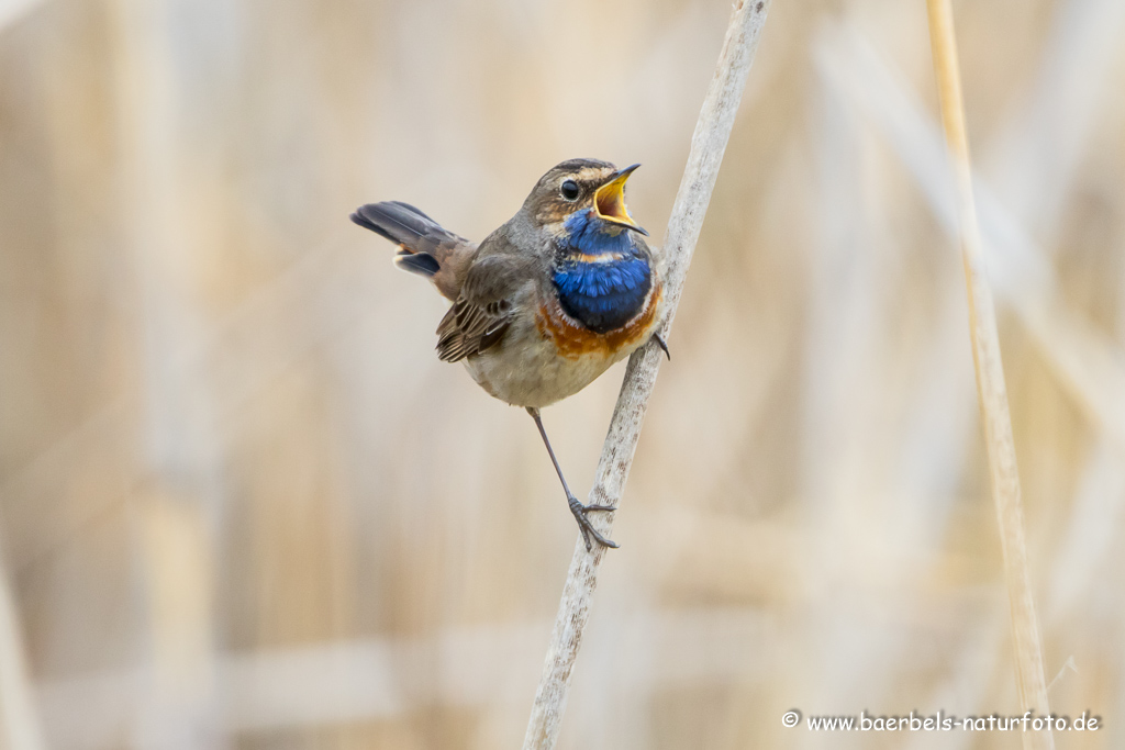 Blaukehlchen