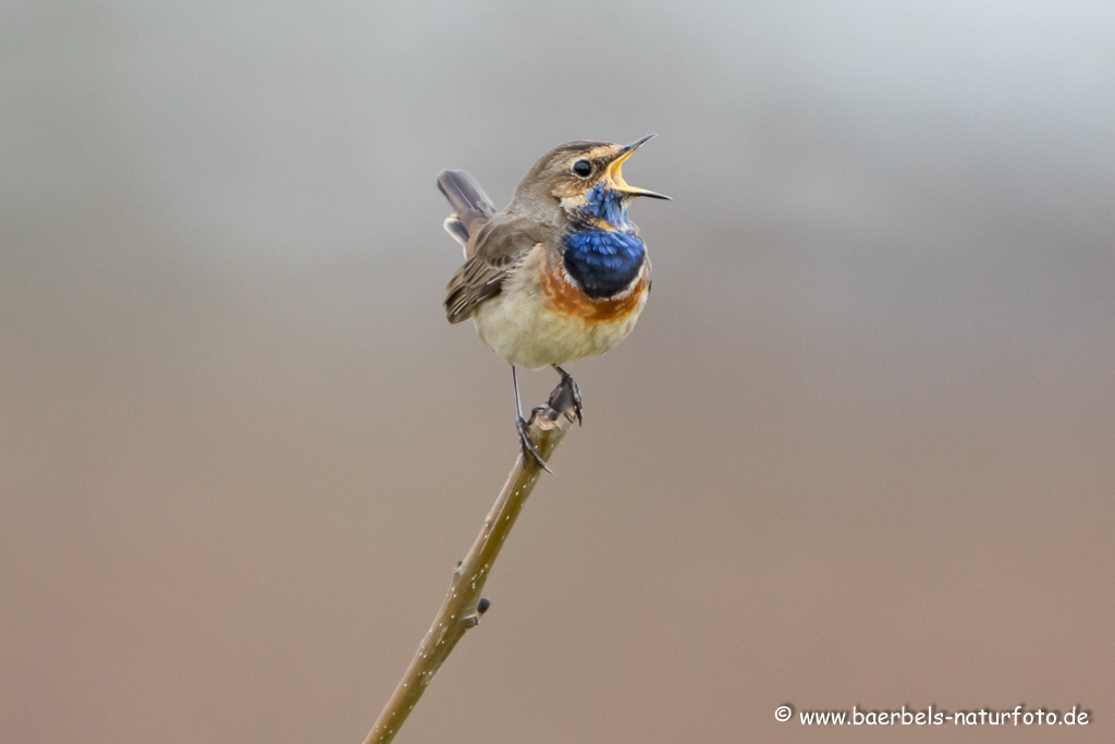 Blaukehlchen