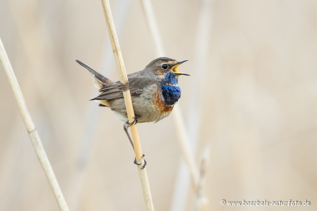 Blaukehlchen