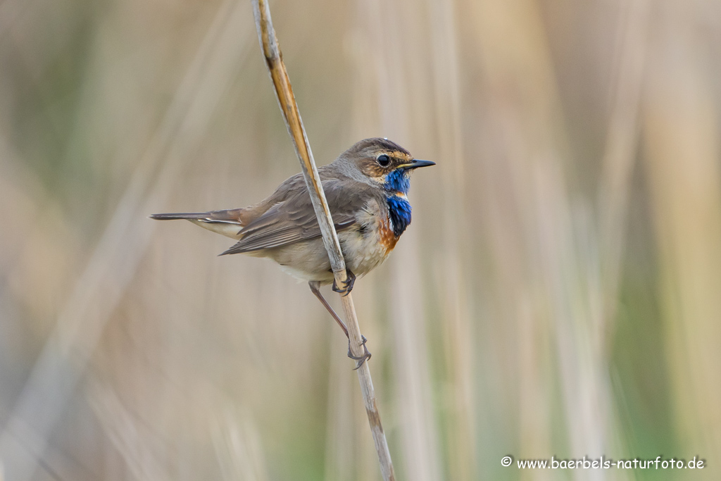 Blaukehlchen