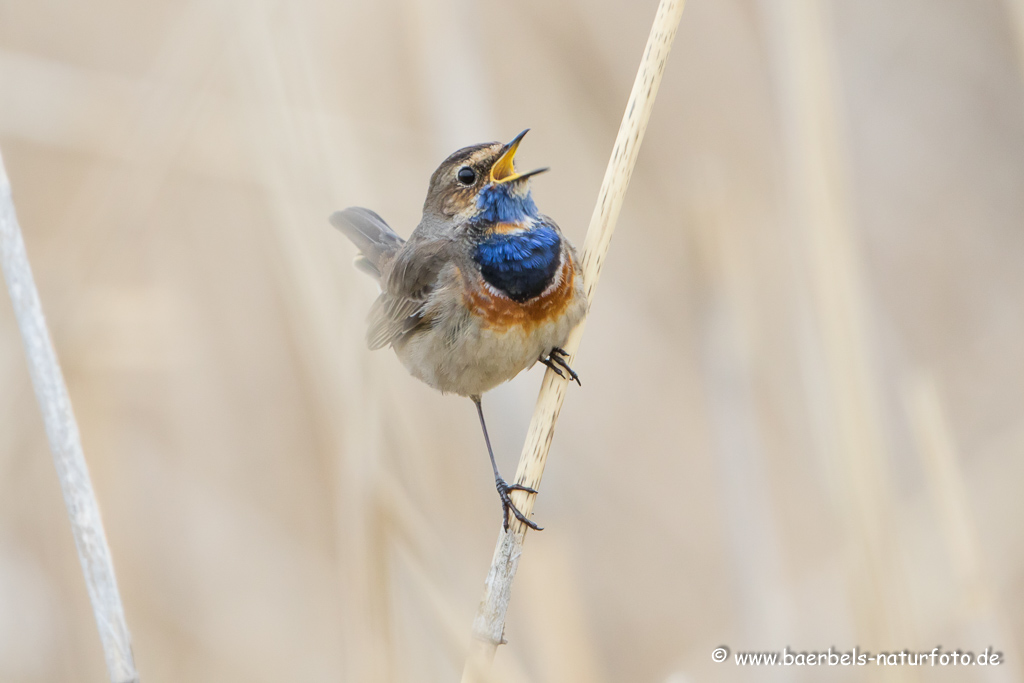 Blaukehlchen