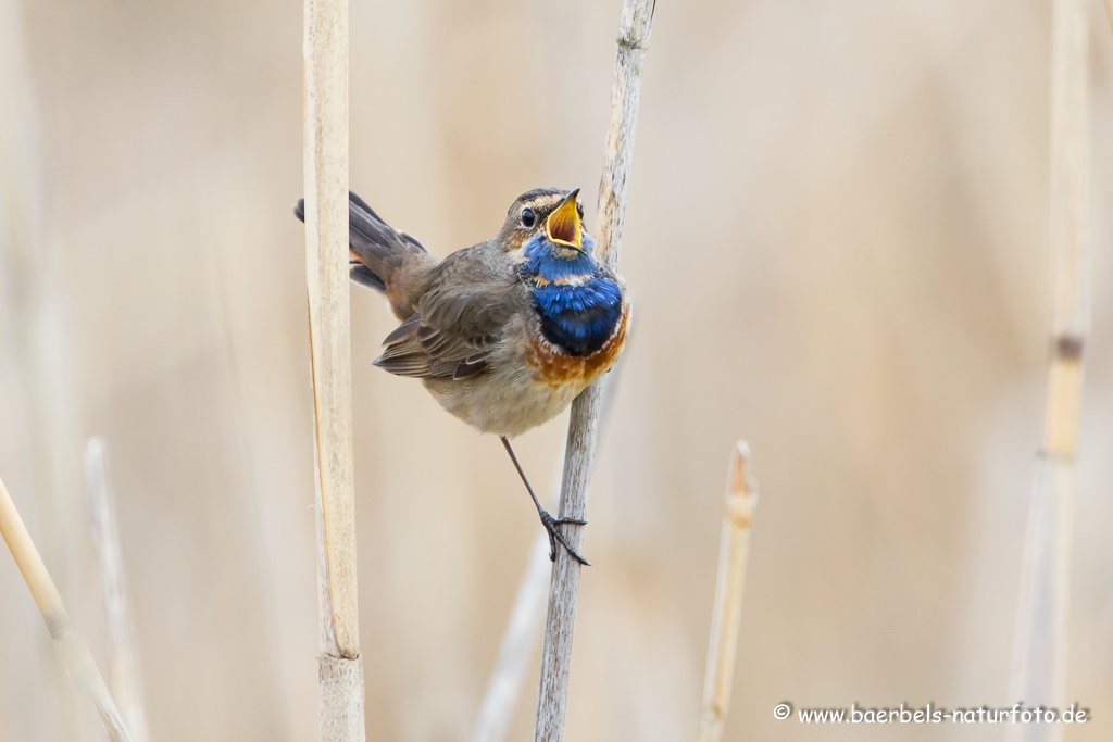 Blaukehlchen