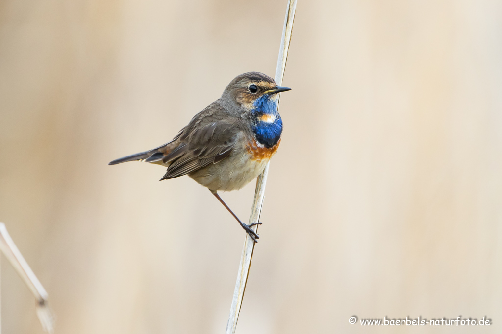 Blaukehlchen