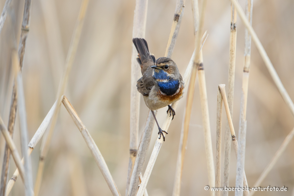 Blaukehlchen