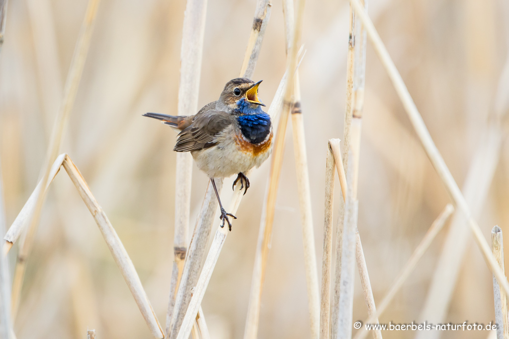 Blaukehlchen