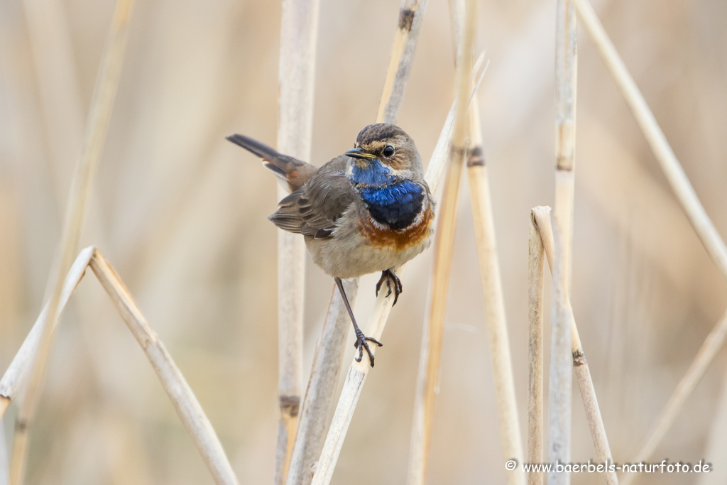 Blaukehlchen