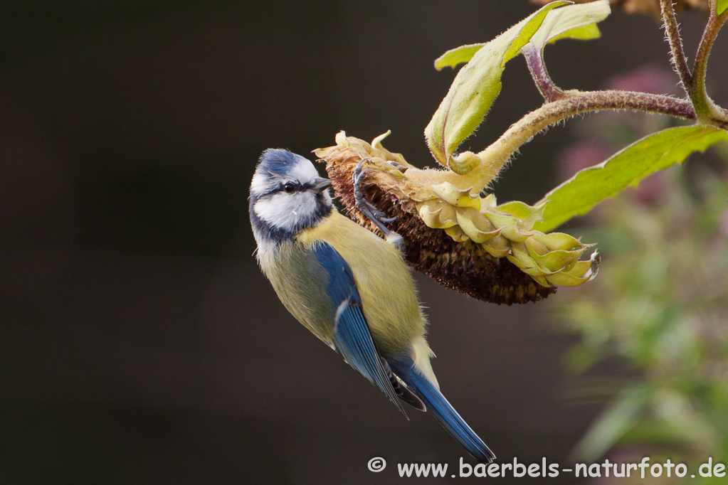 Blaumeise