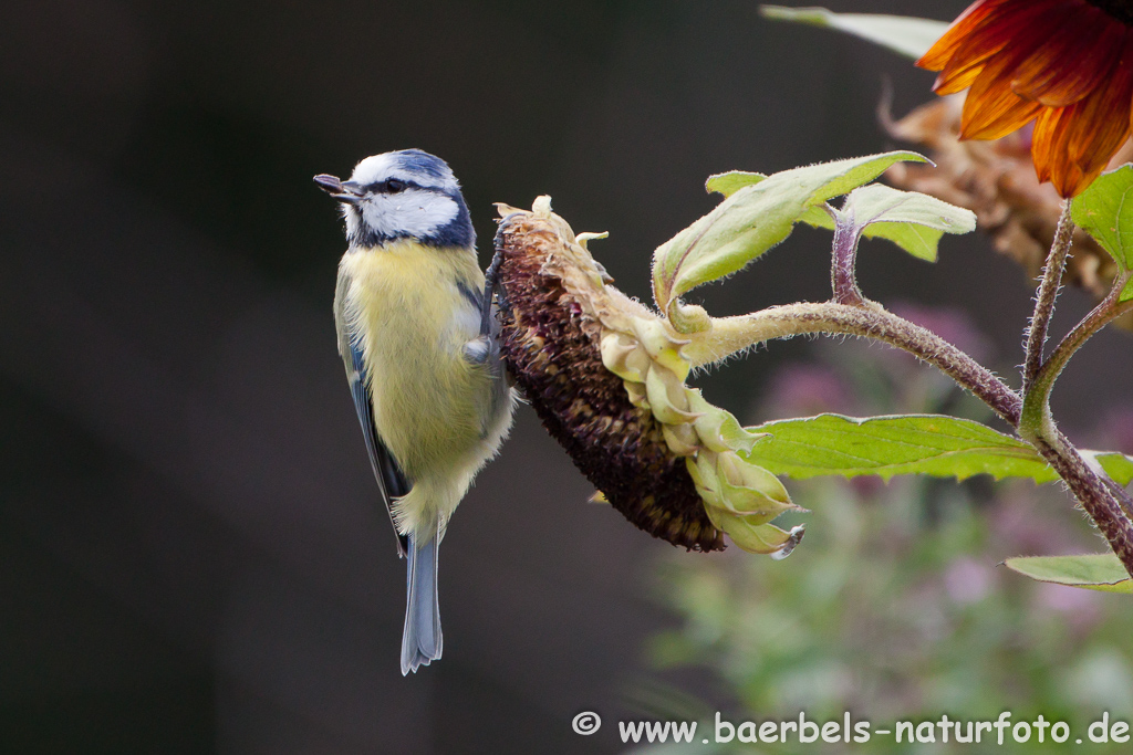 Blaumeise