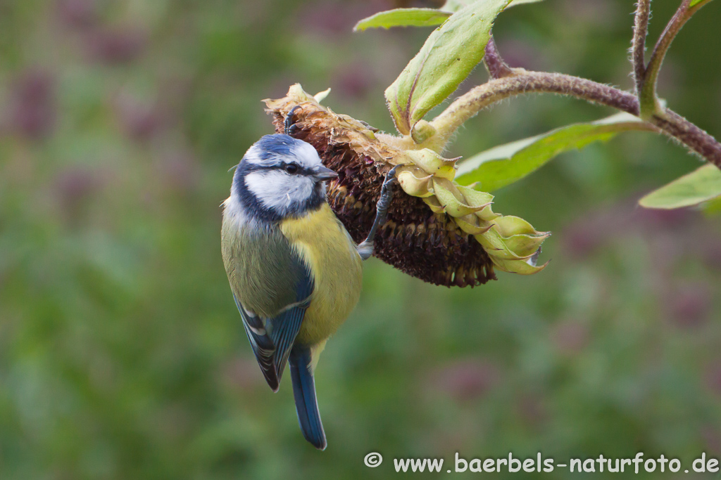 Blaumeise