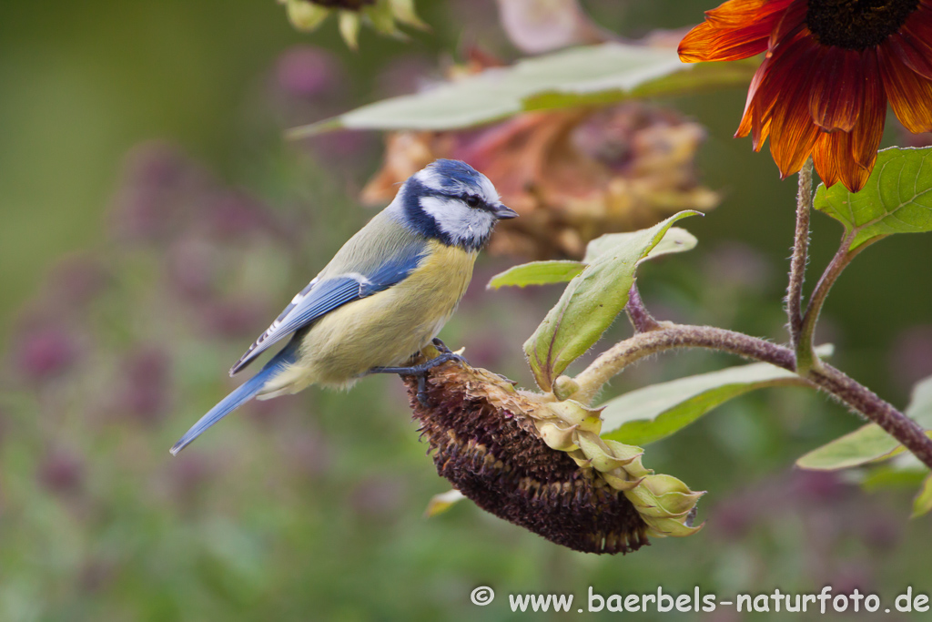 Blaumeise