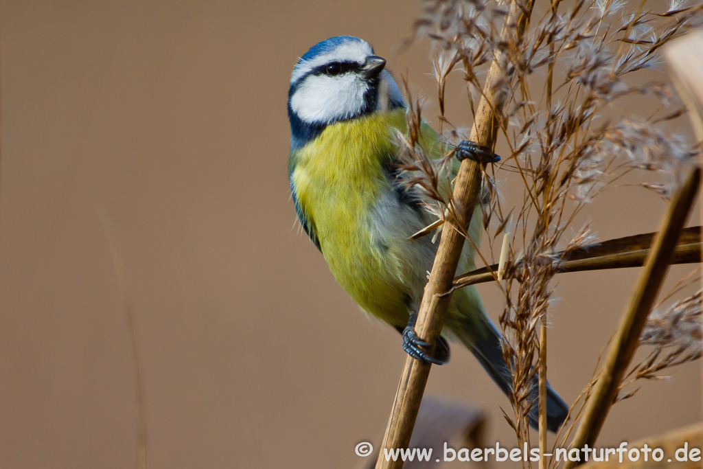 Blaumeise