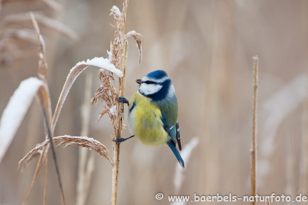 Blaumeise