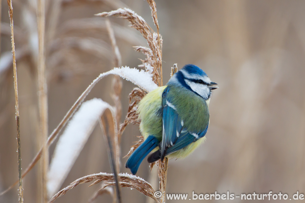 Blaumeise