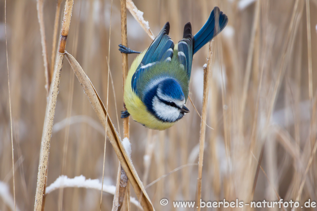 Blaumeise