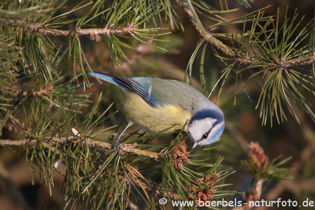 Blaumeise