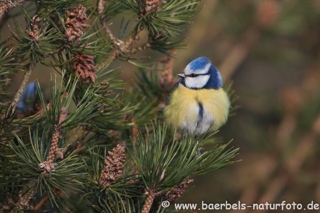 Blaumeise