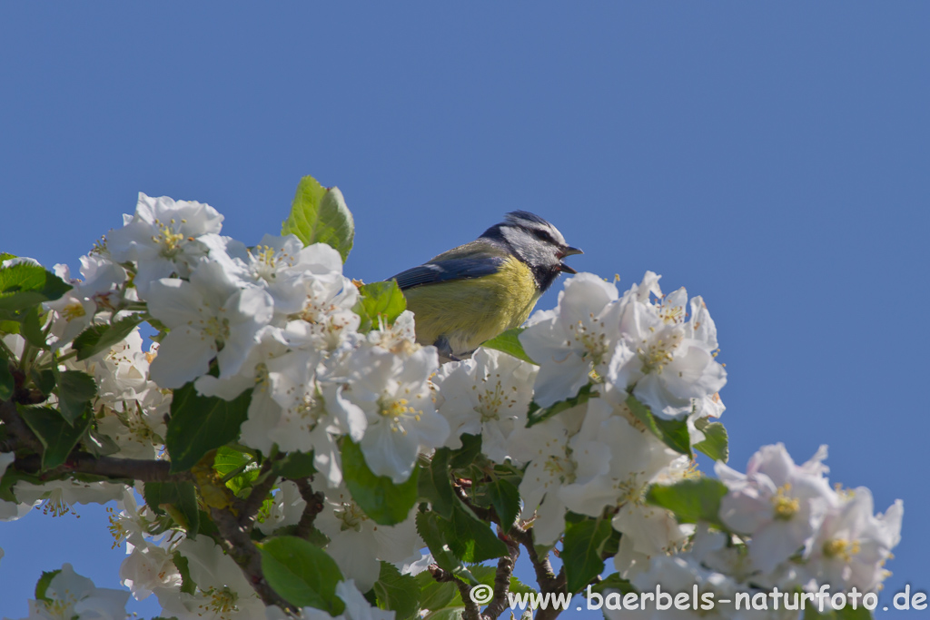 Blaumeise