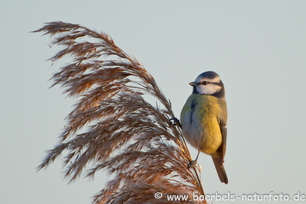 Blaumeise