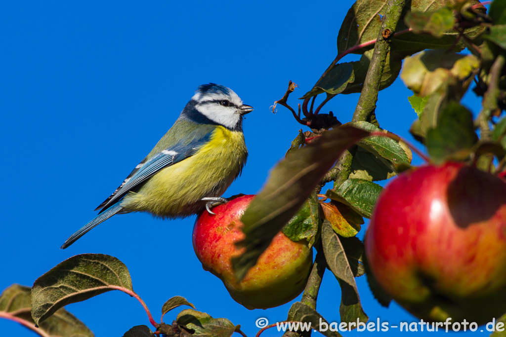 Blaumeise