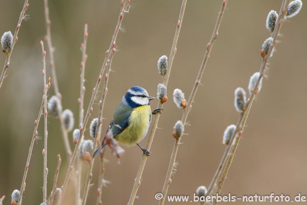 Blaumeise