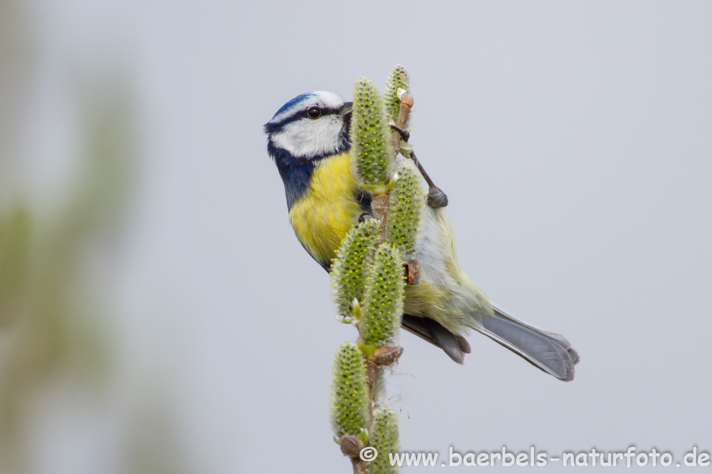 Blaumeise