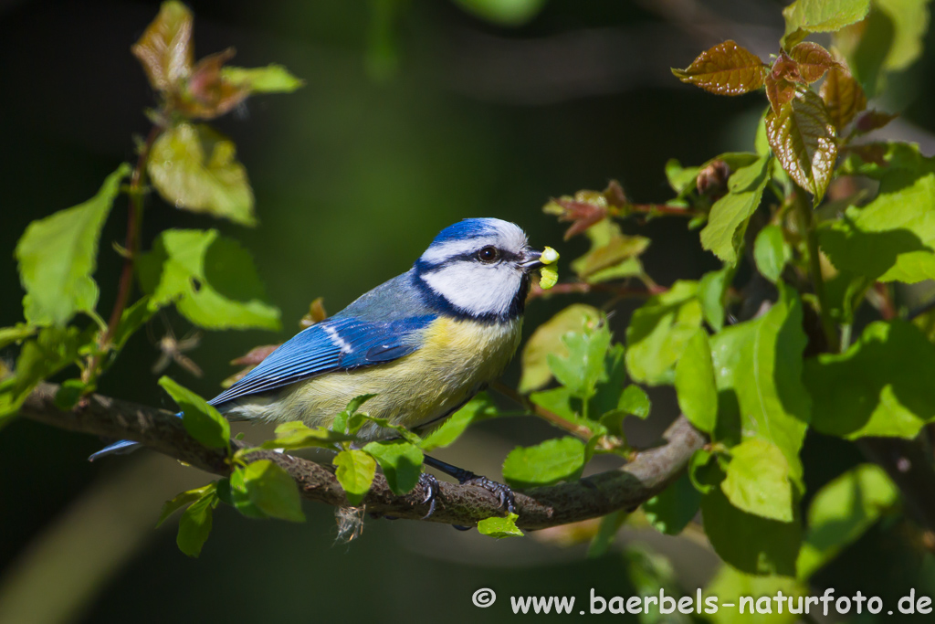 Blaumeise