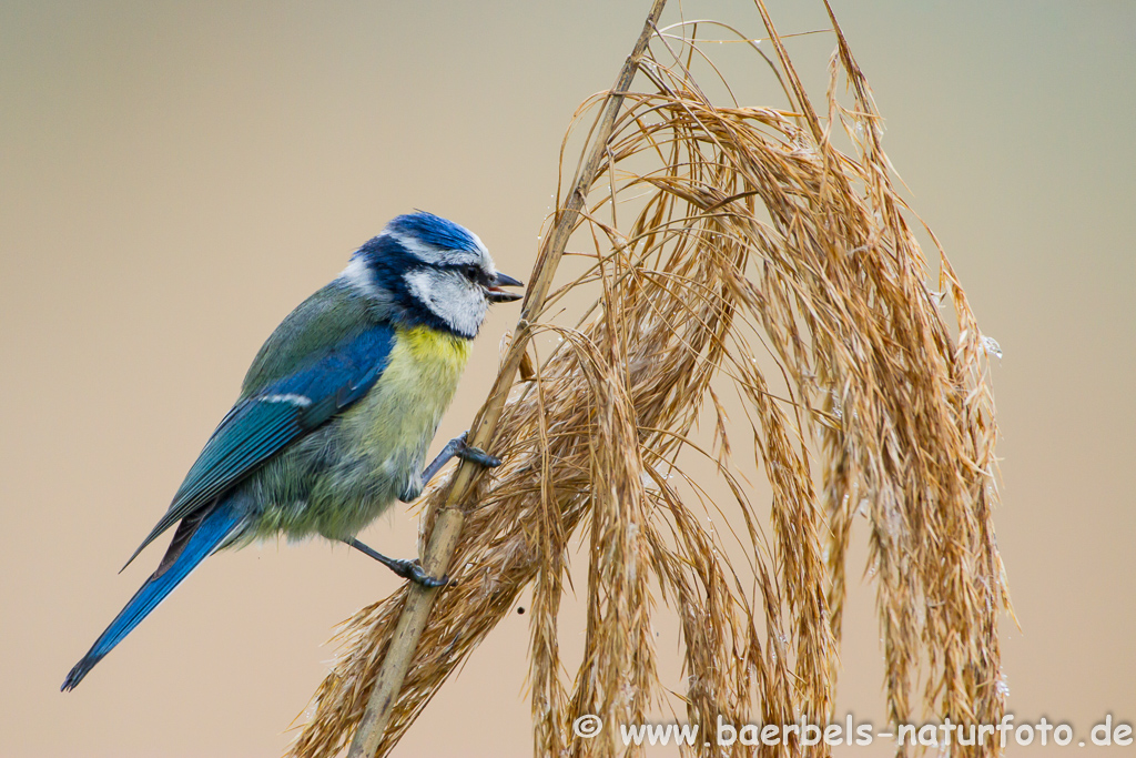 Blaumeise