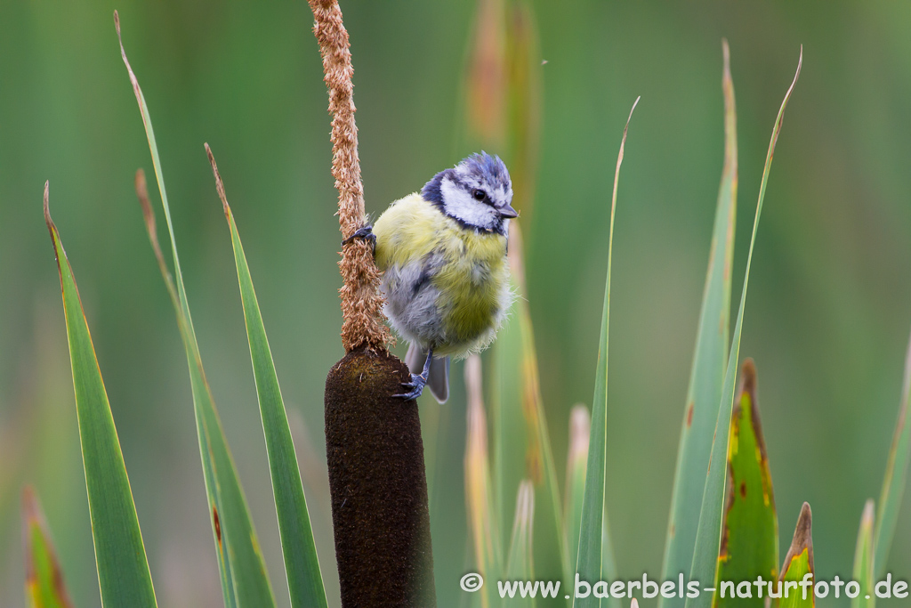 Blaumeise