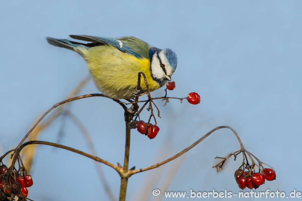 Blaumeise