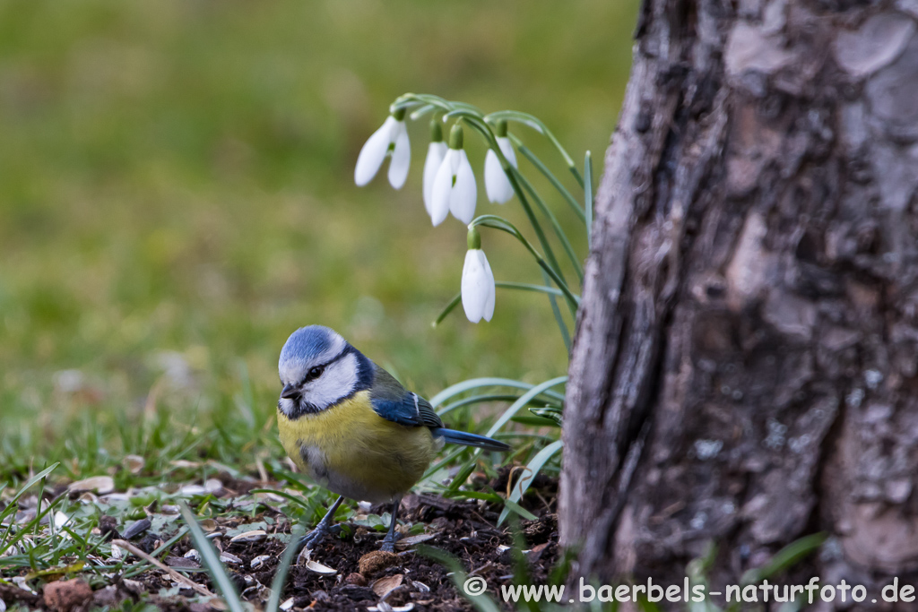 Blaumeise