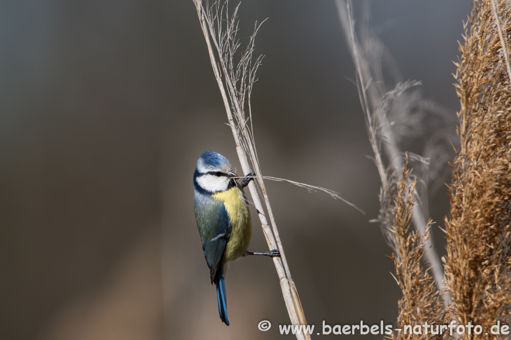 Blaumeise