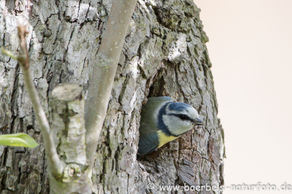 Blaumeise