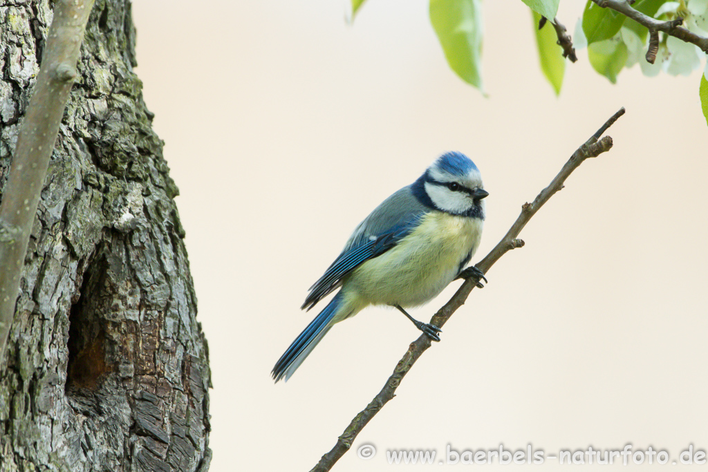 Blaumeise