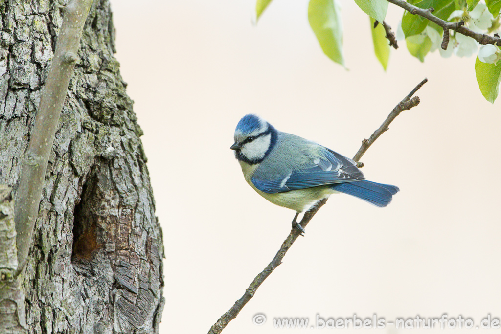 Blaumeise